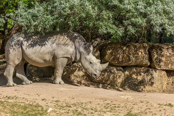 Fototapeta premium White rhinoceros or square-lipped rhinoceros (Ceratotherium simum) under some bushes with a stone wall on the background - front view