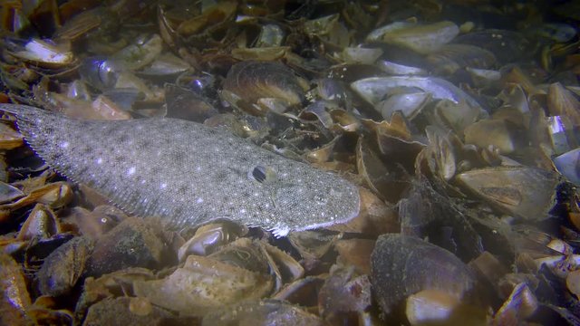 Sand bottom fish Sand sole (Pegusa lascaris) on the shell bottom, medium shot.
