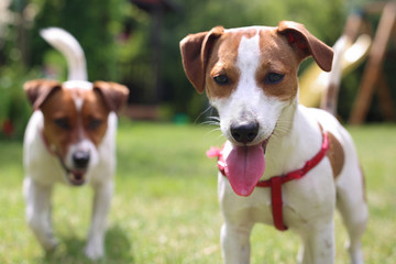Para psów rasy Jack Russell Terrier 