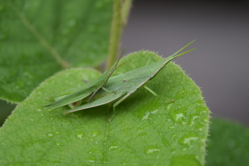オンブバッタとキウイフルーツの葉、雌の上に雄