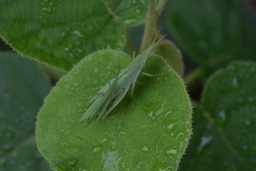 オンブバッタとキウイフルーツの葉、雌の上に雄