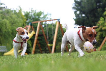 Psy bawią się piłką w ogrodzie.