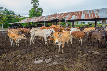 Cow, Holstein Cattle, Cattle, Animal, Dairy Farm