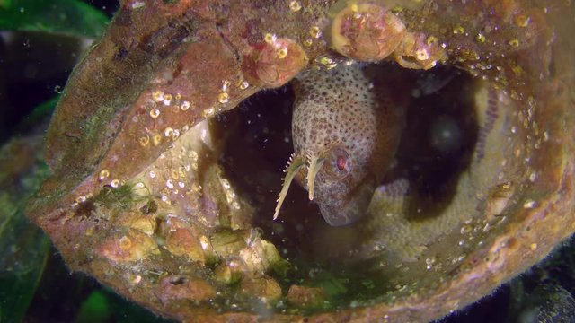 Reproduction Tentacled blenny (Parablennius tentacularis): the male guards the nest with eggs arranged in a shell of gastropod, close-up.
