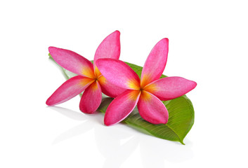 A beautiful Plumeria flower on white background