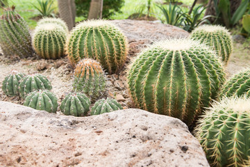 cactus in desert