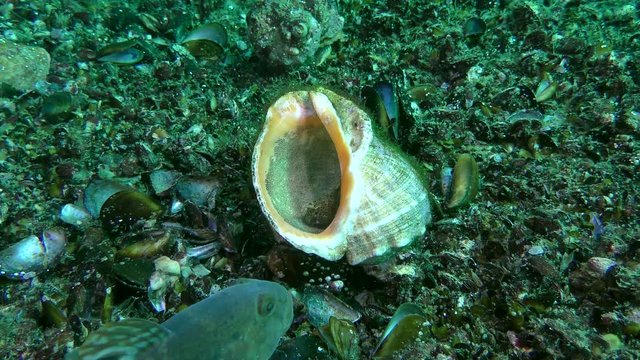 Reproduction Tentacled blenny (Parablennius tentacularis): the male protects the nest with caviar in the gastrodon sink, beside it a goby steams, wide shot.
