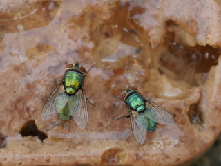 meat fly