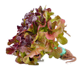 Fresh Watercress isolated on white background