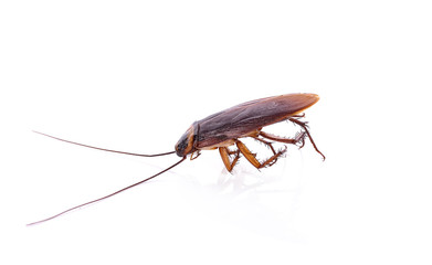Dead cockroaches on white background