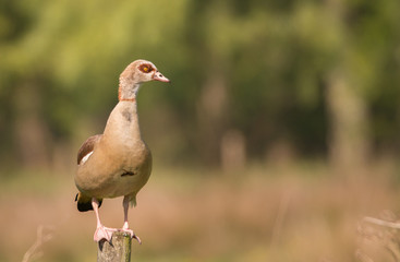Egyptian goose 