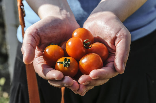 Tomato harvest. Farmer's hands with freshly harvested tomatoes