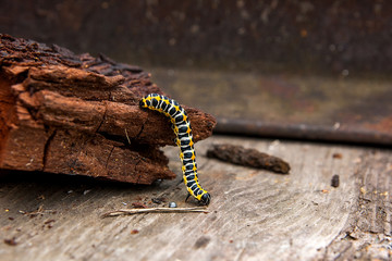 Beautiful black and yellow caterpillar creeps on piece of old brown wood.