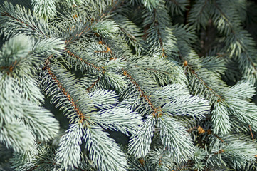 Naklejka na ściany i meble closeup of blue spruce tree branch.