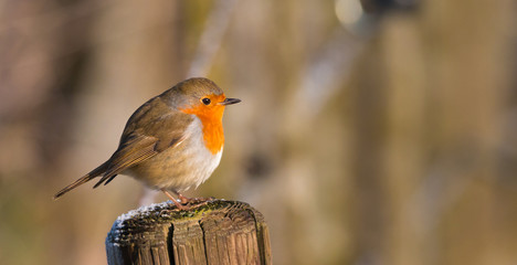 Sad Robin