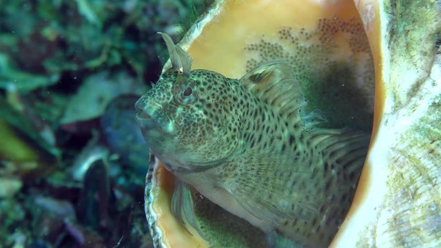 Reproduction Tentacled blenny (Parablennius tentacularis): the male guards the nest in the gastropod shell, the male ventilates the eggs by the movement of the fins, close-up.
