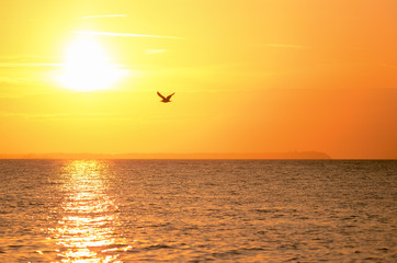 Fototapeta na wymiar Seagull with ray of sun on the sunset