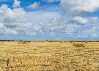 Obraz premium Straw Bales on a Grain Field