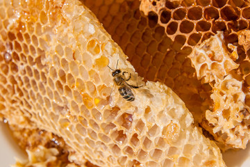 Close up view of the working bee on the honeycomb with sweet honey. Sweet honey in the white plate...
