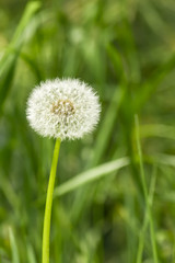 white dandelion. soft focus