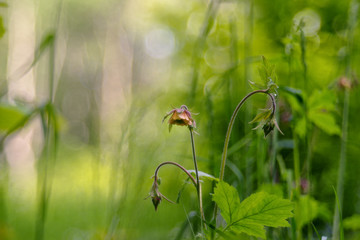 Geum rivale, the water avens, is a flowering plant of the family Rosaceae