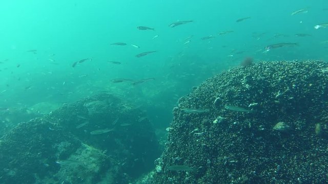 A flock of marine fish Big-scale sand smelt (Atherina boyeri) moves slowly on the background of a rocky bottom, wide shot.
