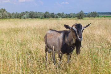 A goat grazing in dry grass in summer,  Against the background of trees