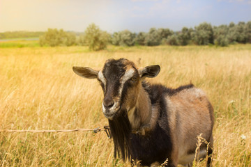 A goat grazing in dry grass in summer, portrait 	