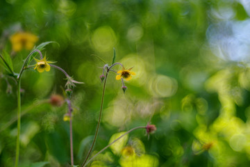 Geum rivale, the water avens, is a flowering plant of the family Rosaceae