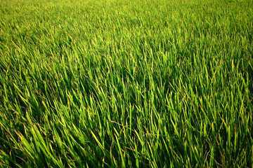 Close up of green rice field