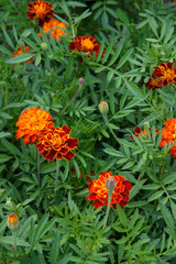 Blooming marigolds (tagetes) in the garden..