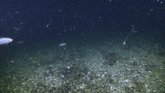 Several fish Mediterranean horse mackerel (Trachurus mediterraneus) floats above the bottom eating plankton organisms, wide shot.
