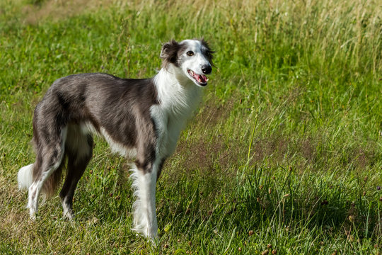 Silken windhound breed dogs