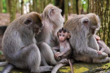 Macaque monkeys with cubs at Monkey Forest, Bali, Indonesia