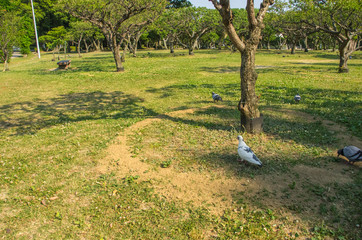 白いハトのいる風景