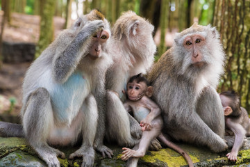 Naklejka na ściany i meble Macaque monkeys with cubs at Monkey Forest, Bali, Indonesia