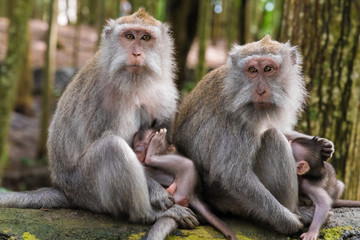 Naklejka na ściany i meble Macaque monkeys with cubs at Monkey Forest, Bali, Indonesia