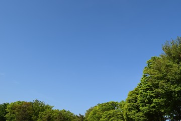 新緑と青空