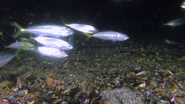 Commercial fishing: A flock of fish Mediterranean horse mackerel (Trachurus mediterraneus) swims in front of the camera while eating plankton, medium shot.
