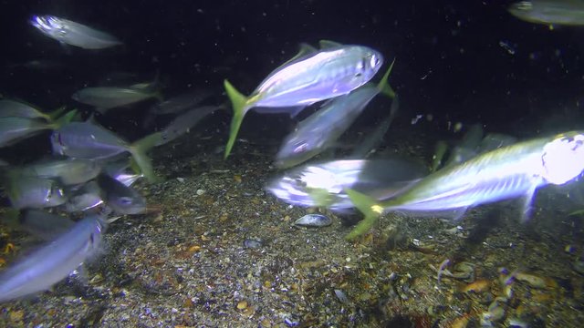 Commercial fishing: Many fish Mediterranean horse mackerel (Trachurus mediterraneus) floats near the bottom eating plankton, medium shot.
