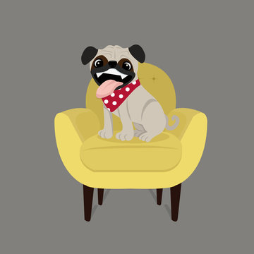 pug dog on sofa