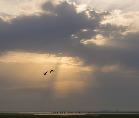 Sunset at Lauwersmeer with Cows and Geese