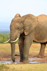 Obraz na płótnie Canvas Large elephant on safari in Africa