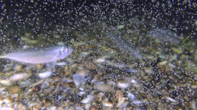 Planktonic crustaceans that feed the flock of the Mediterranean horse mackerel (Trachurus mediterraneus) form a continuous cloud.
