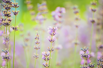 Delicate lavender flowers on a lavender field close-up. Natural beautiful kind. Soft gentle focus.
