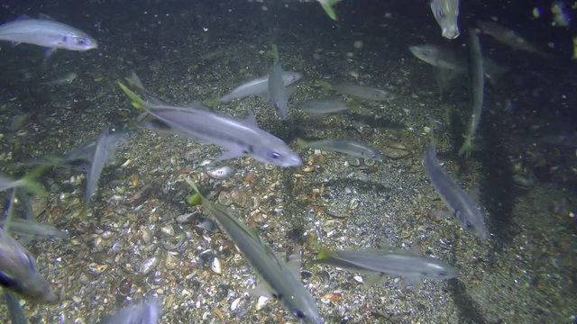 A flock of feeding fish Mediterranean horse mackerel (Trachurus mediterraneus) forms a Brownian motion over the bottom.

