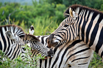 Fototapeta na wymiar Family of zebras on safari in Africa