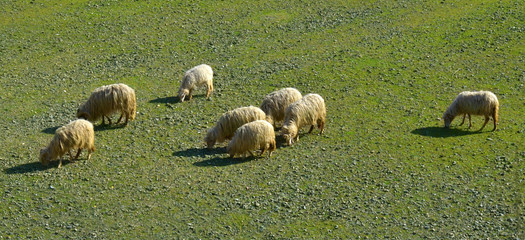 Flock of sheep eating grass on the field. Top view