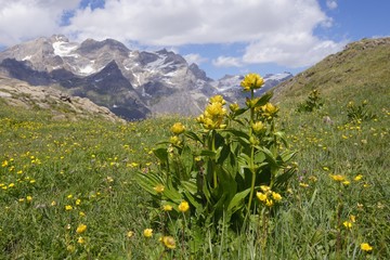 Gentiana punctata or spotted gentian, an alpine yellow wildflower