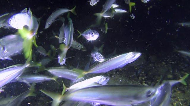 Fishery: Fish Mediterranean horse mackerel (Trachurus mediterraneus) scurrying in the water column actively eating plankton.
